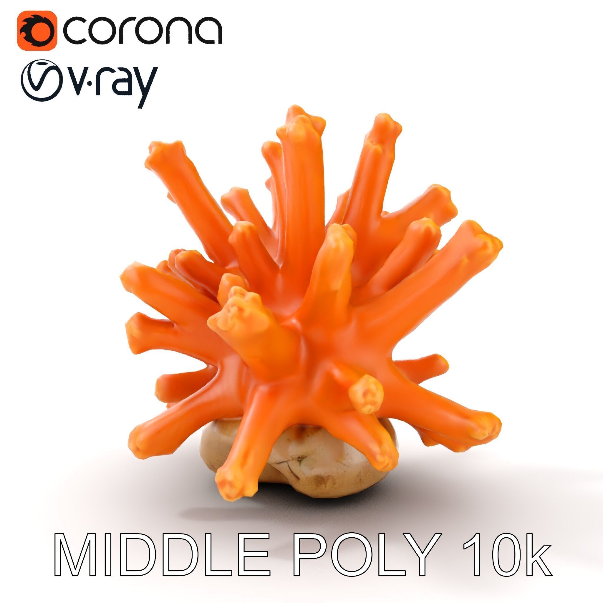 Realistic Coral Reef Model Pack Low-poly 3D model_19