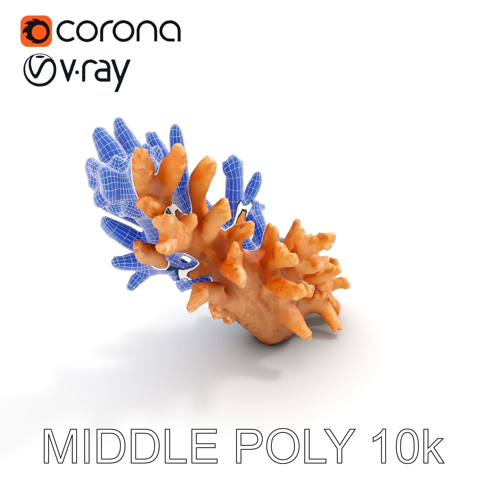 Realistic Coral Model Pack for Marine Environments Low-poly 3D model_27