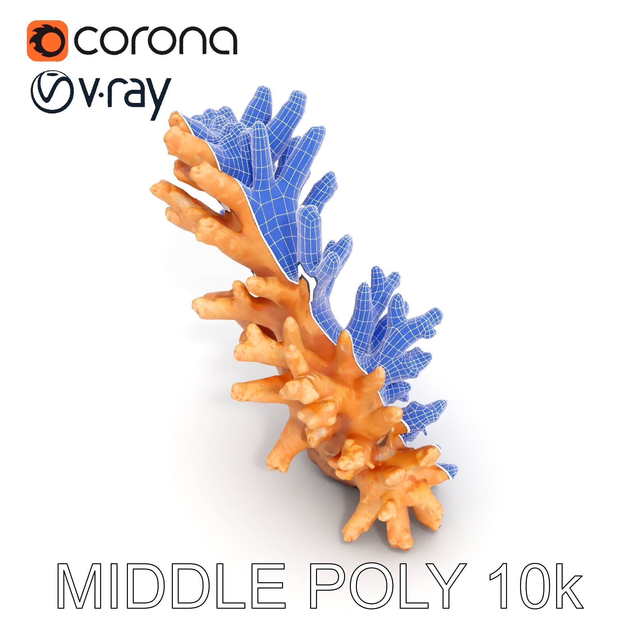 Realistic Coral Model Pack for Marine Environments Low-poly 3D model_19