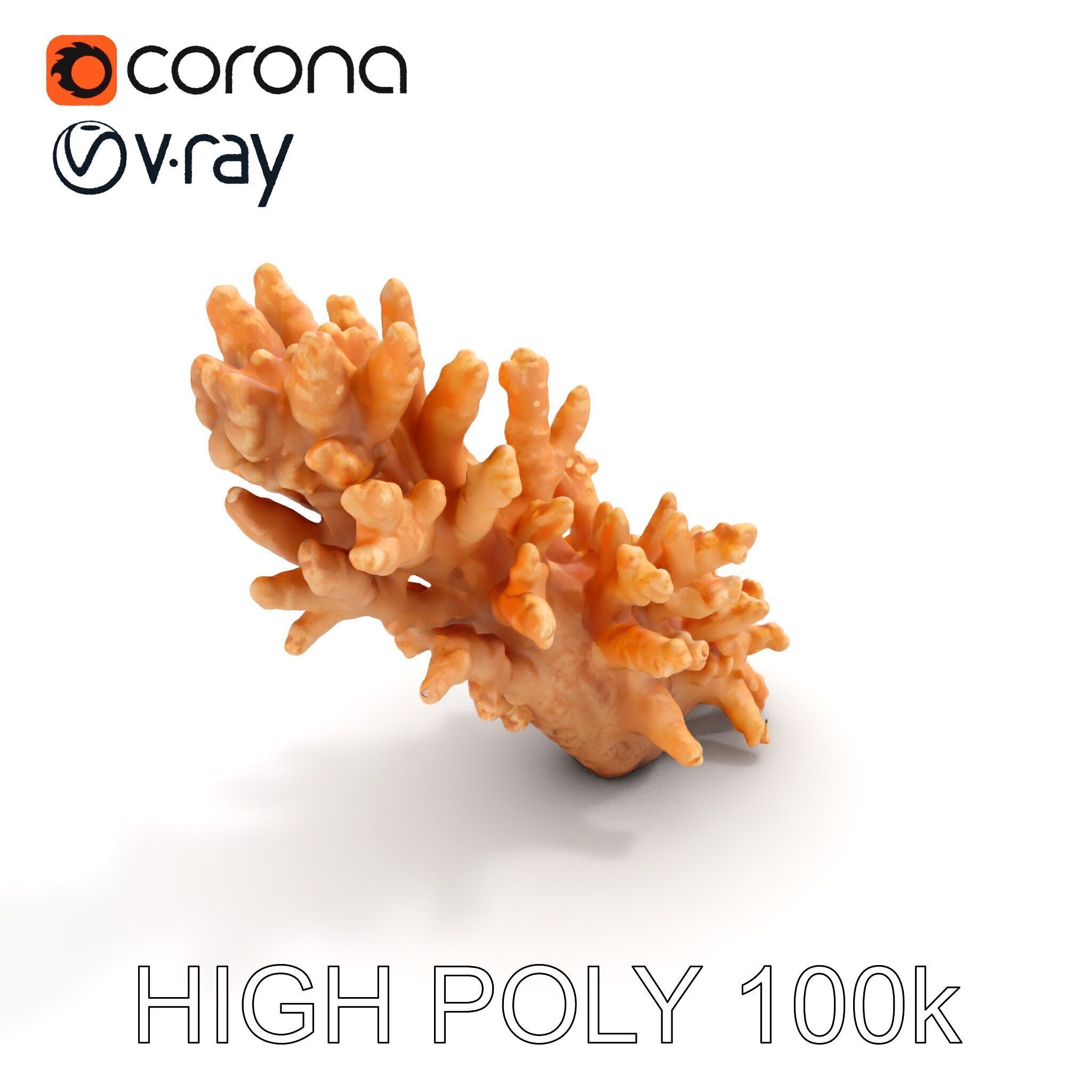 Realistic Coral Model Pack for Marine Environments Low-poly 3D model_12