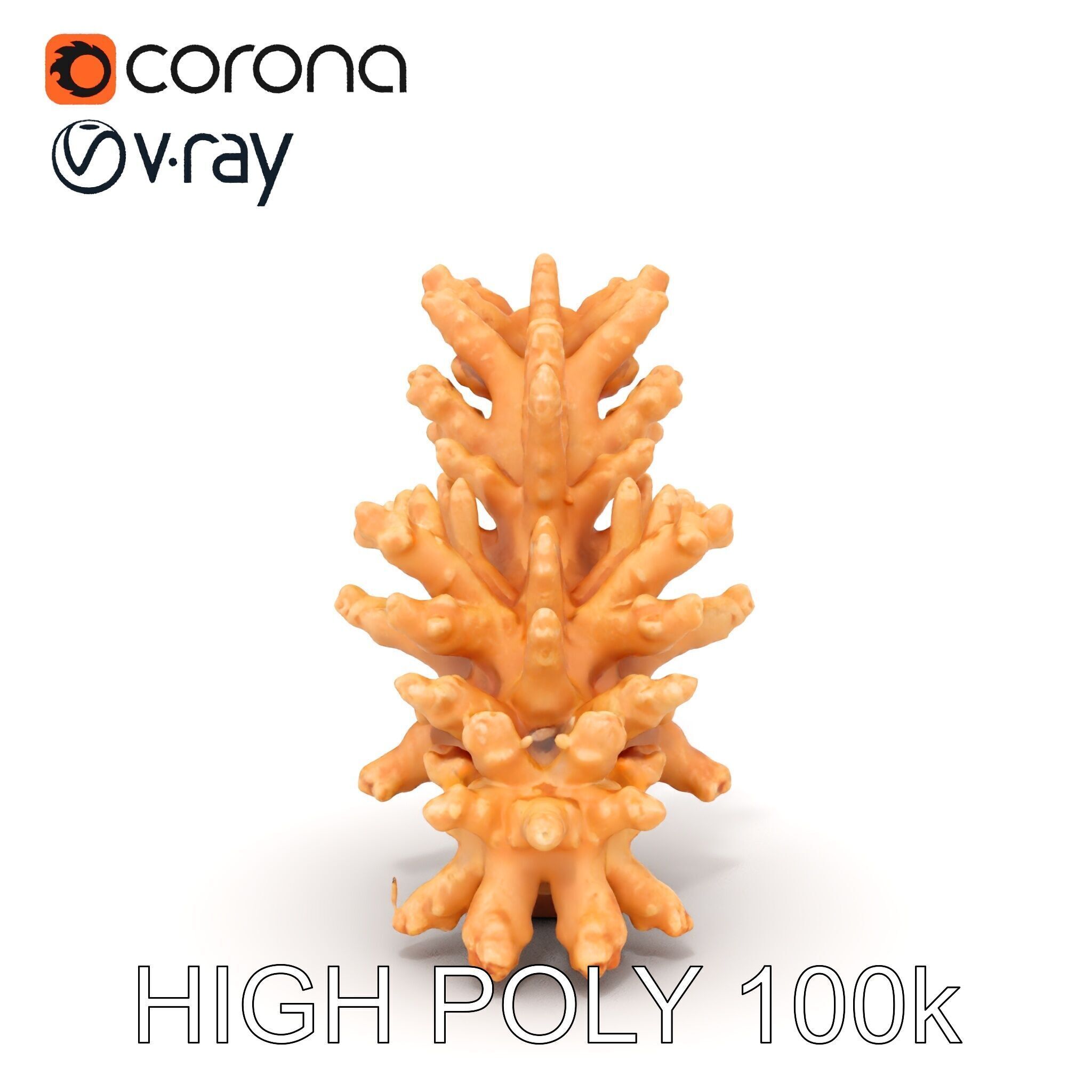 Realistic Coral Model Pack for Marine Environments Low-poly 3D model_15