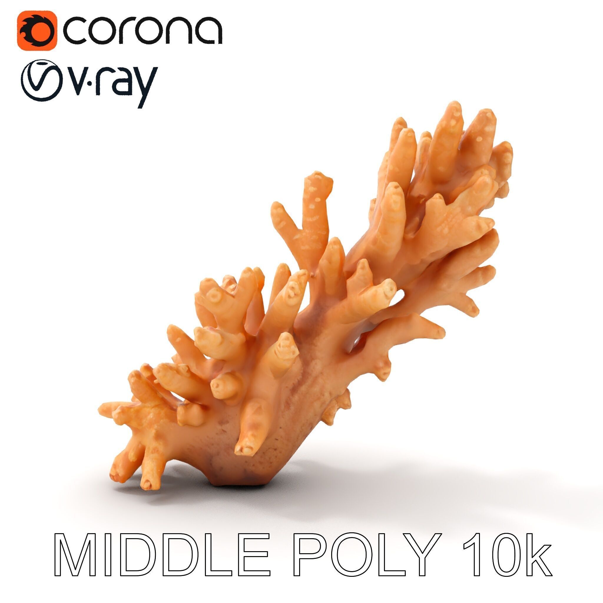 Realistic Coral Model Pack for Marine Environments Low-poly 3D model_16