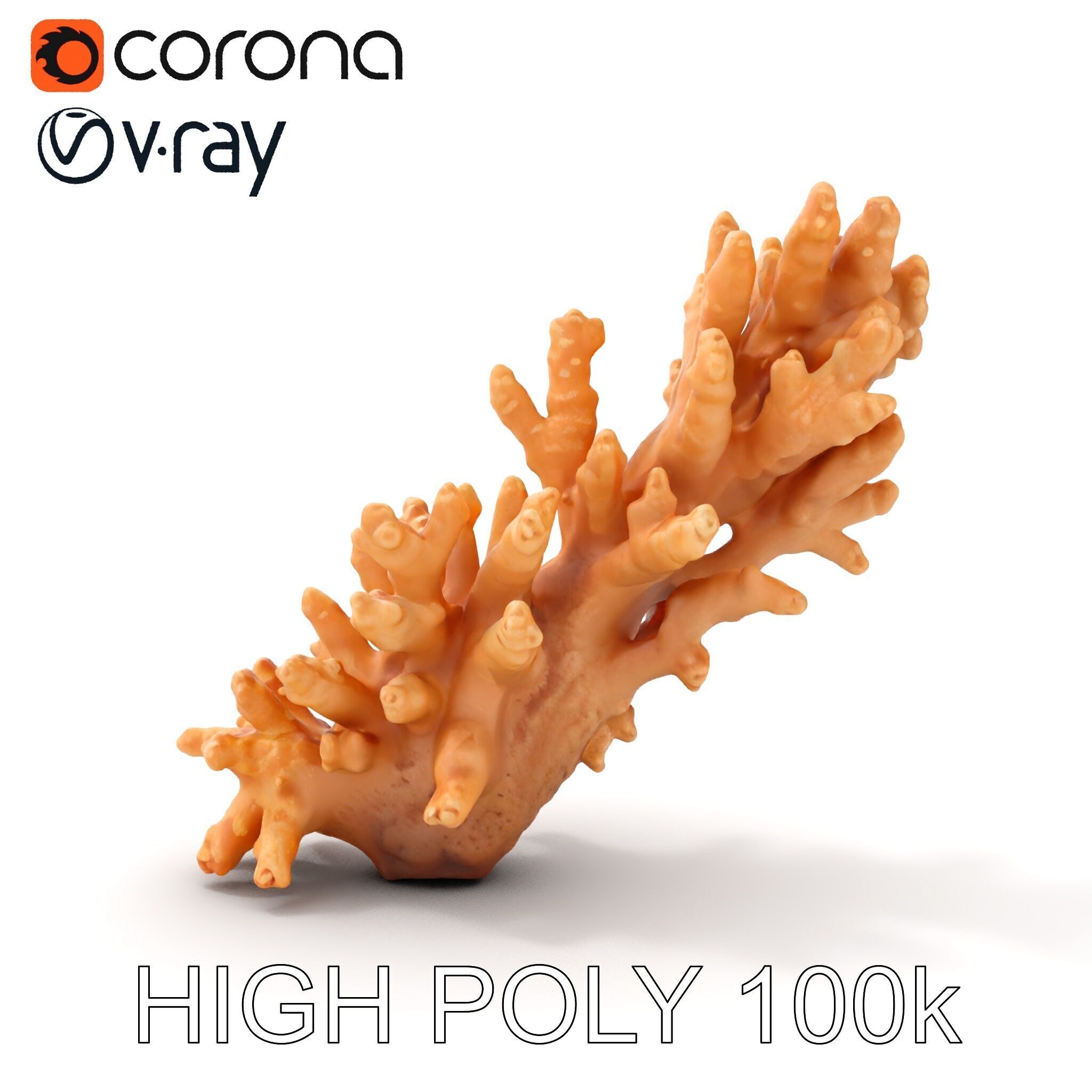 Realistic Coral Model Pack for Marine Environments Low-poly 3D model_18
