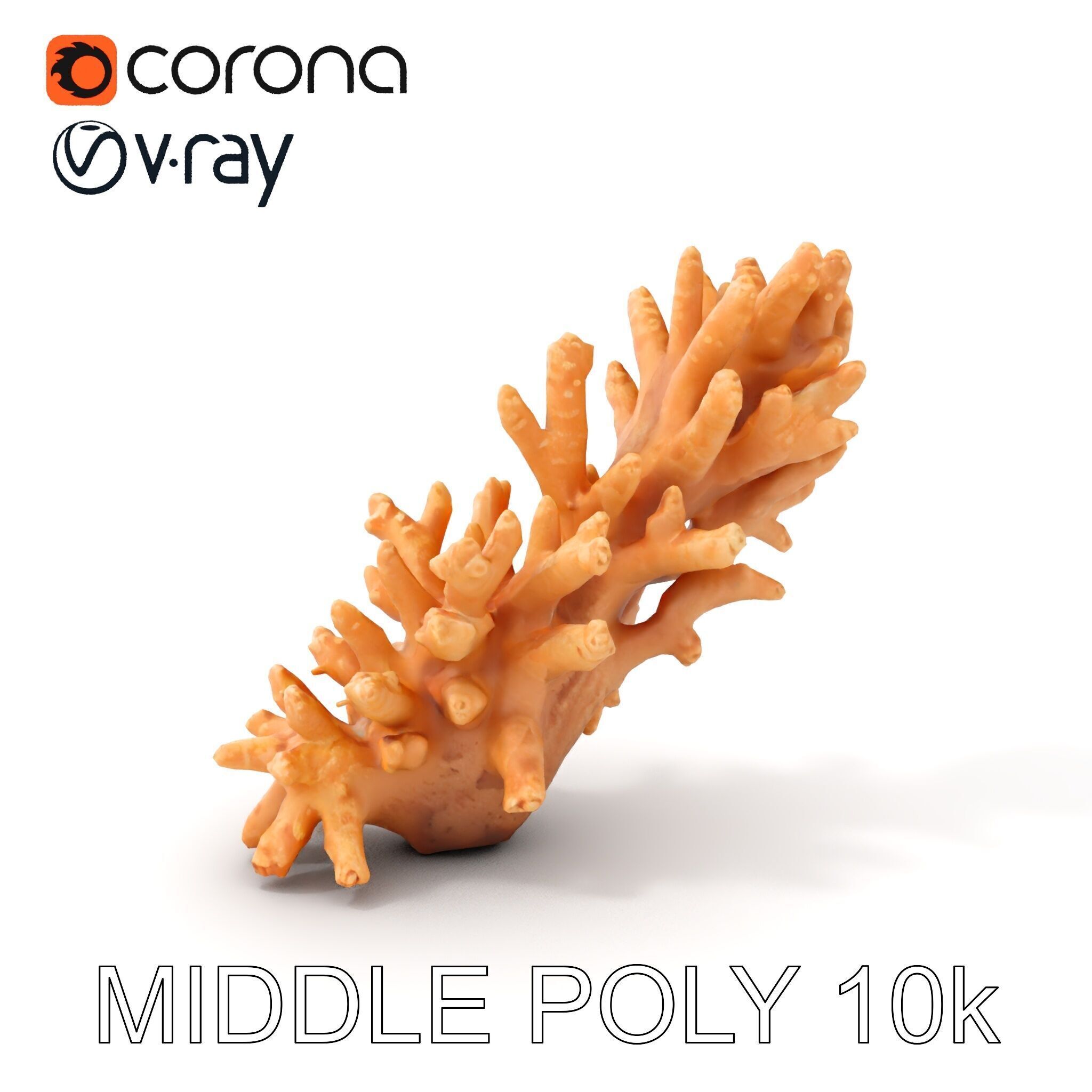 Realistic Coral Model Pack for Marine Environments Low-poly 3D model_8