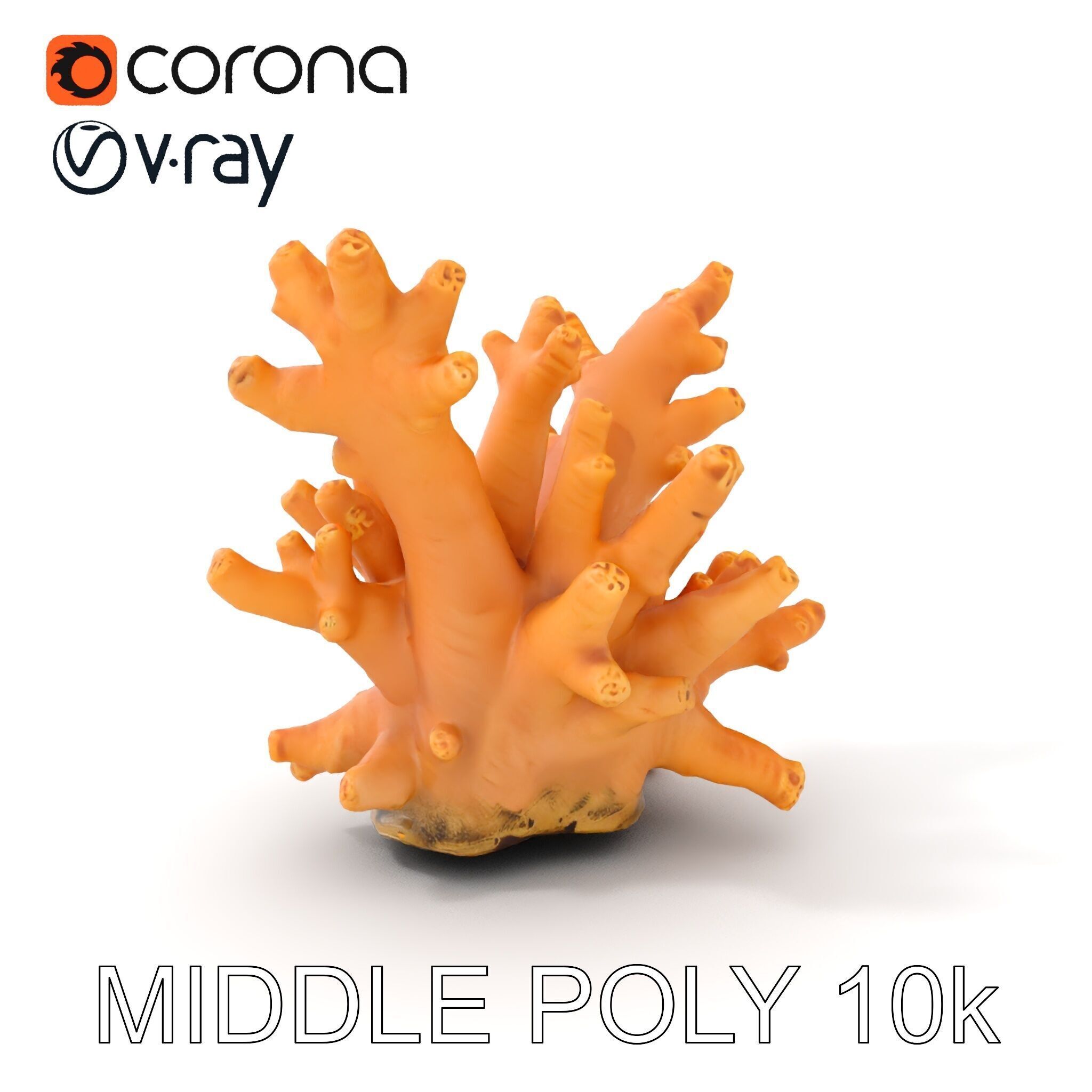 Realistic Coral Reef Model Pack Low-poly 3D model_13