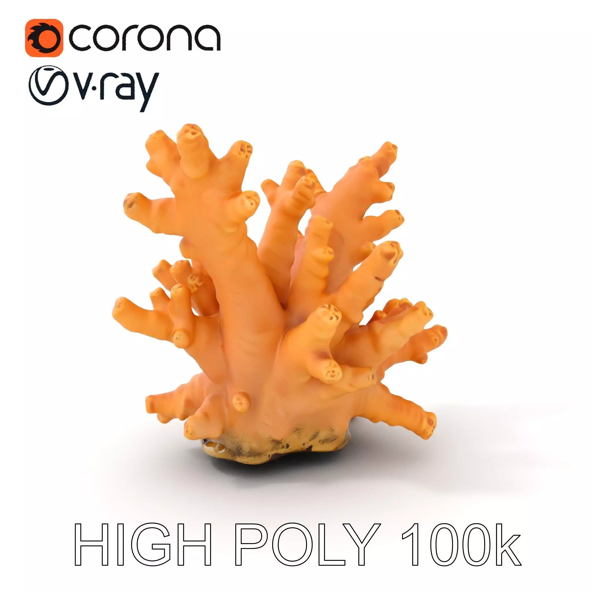 Realistic Coral Reef Model Pack Low-poly 3D model_0