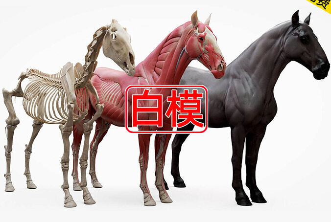 The horse 3D model