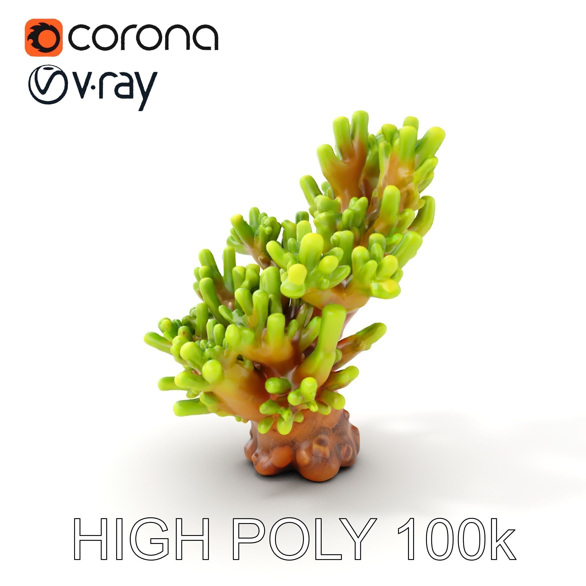 Vibrant Coral Model Pack for Aquatic Environments Low-poly 3D model_16
