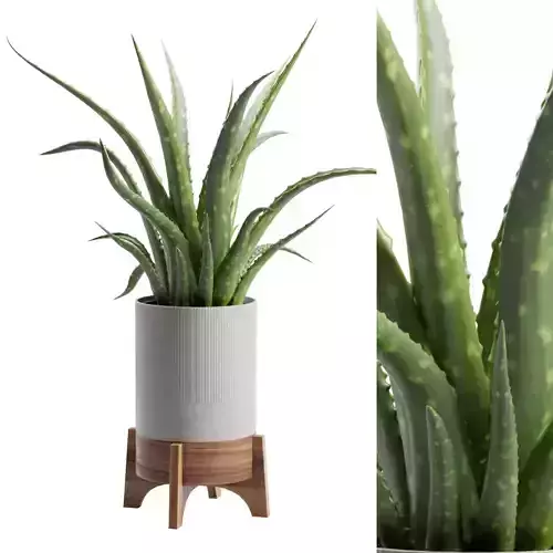 Aloe Vera Potted Stand 3D model