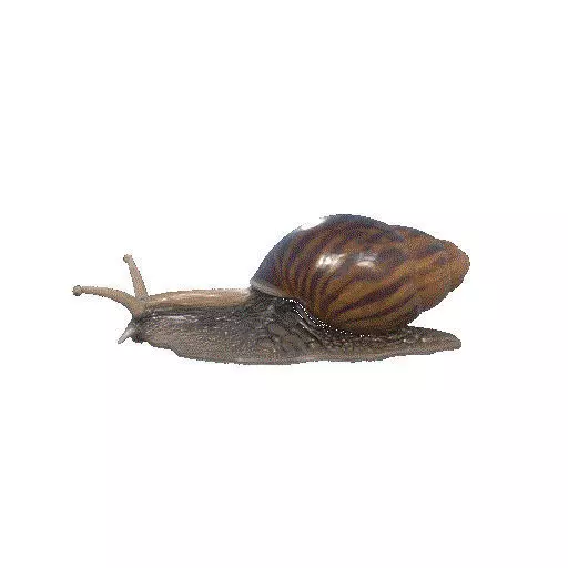 Caracol terrestre Land Snail 3D print model