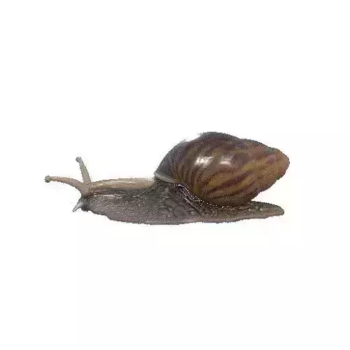 Caracol terrestre Land Snail