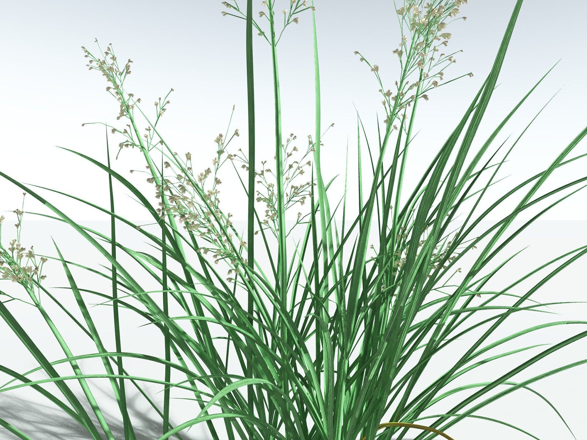 EVERYPlant Forest Woodrush 3D model_33