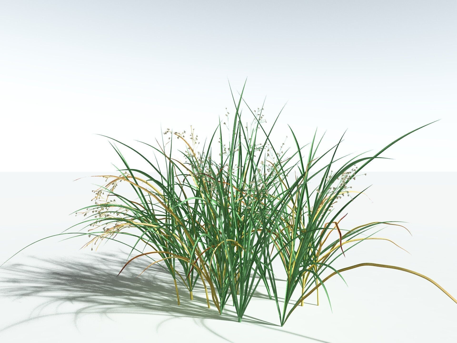 EVERYPlant Forest Woodrush 3D model_12