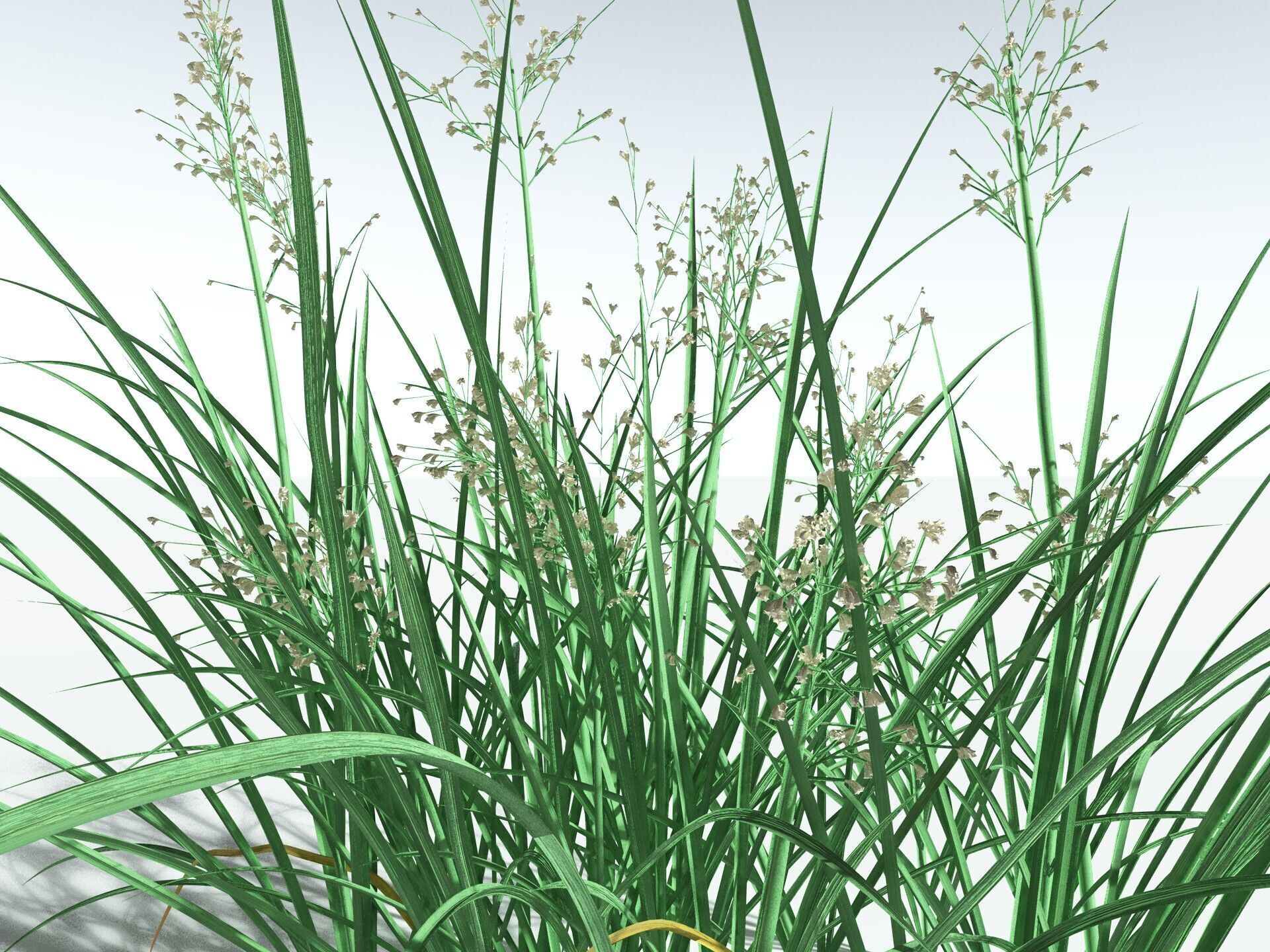 EVERYPlant Forest Woodrush 3D model_3