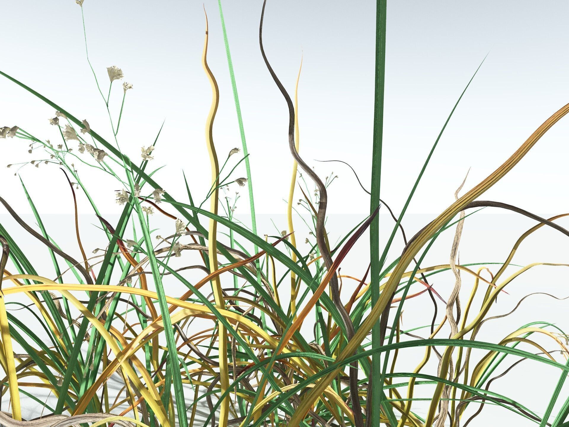 EVERYPlant Forest Woodrush 3D model_15