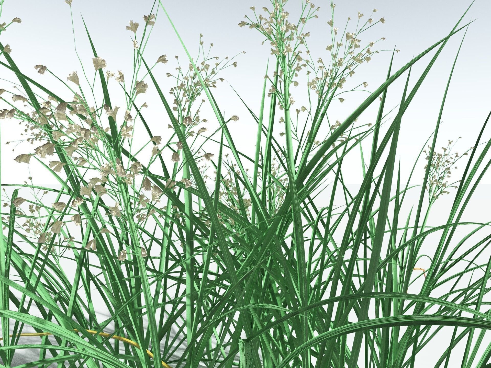EVERYPlant Forest Woodrush 3D model_5