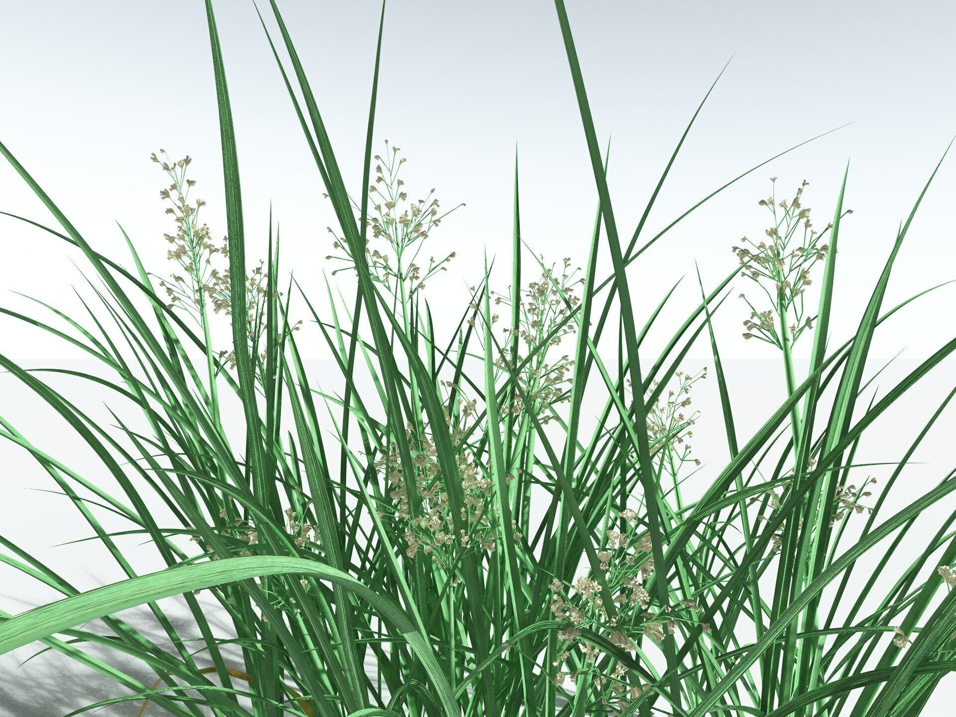 EVERYPlant Forest Woodrush 3D model_23