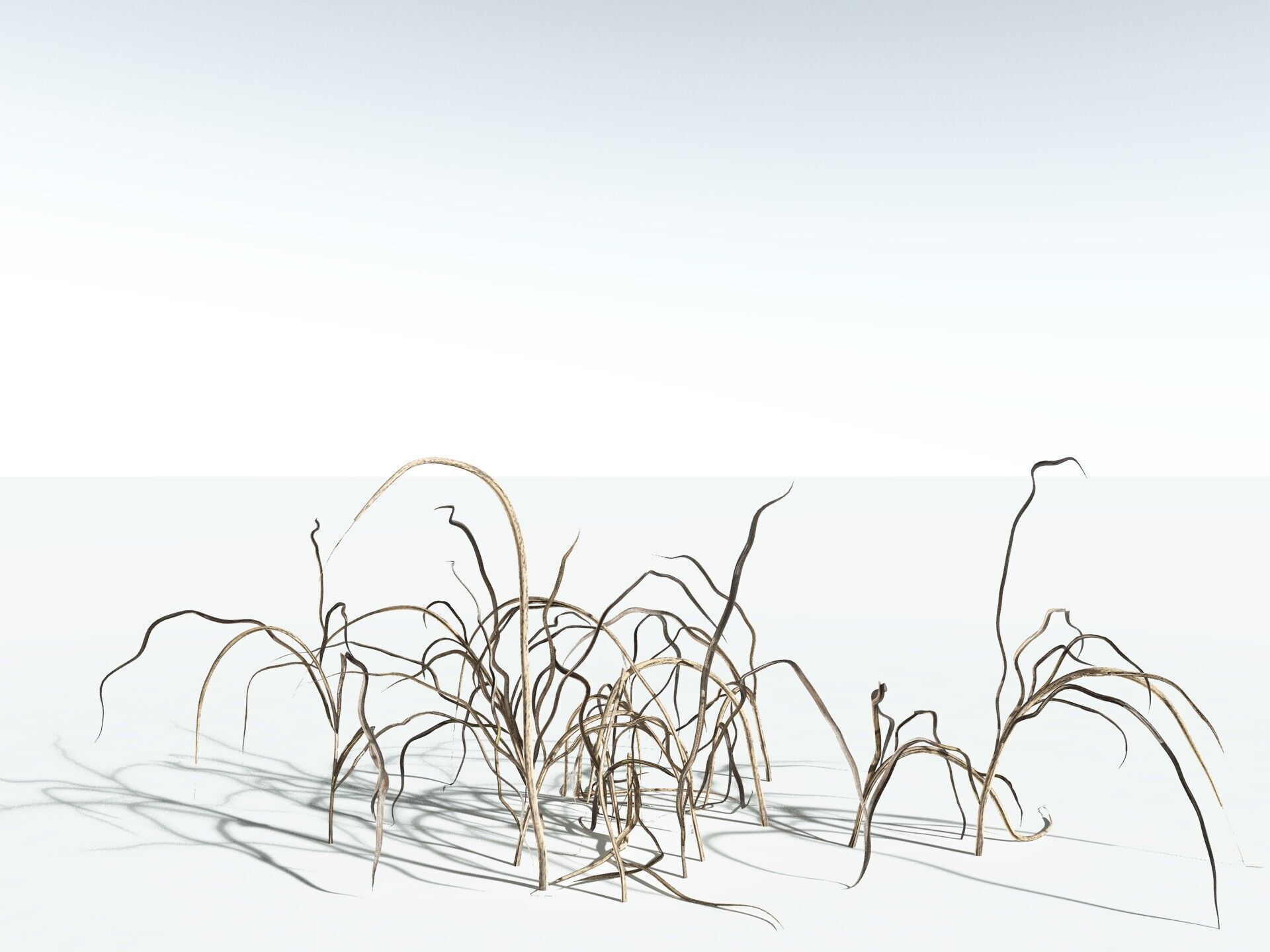 EVERYPlant Forest Woodrush 3D model_18