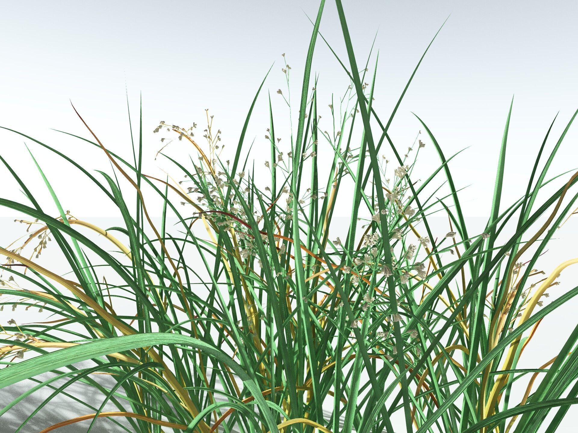 EVERYPlant Forest Woodrush 3D model_13