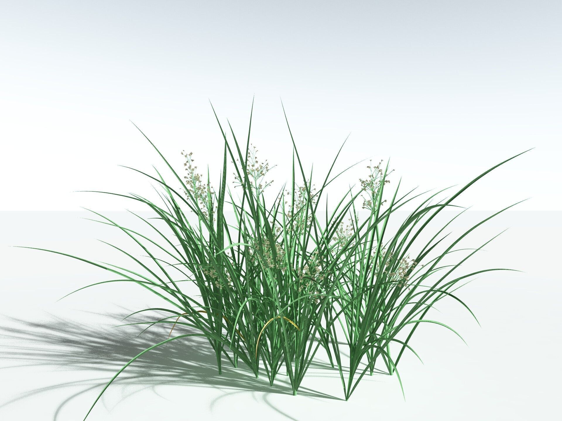 EVERYPlant Forest Woodrush 3D model_22