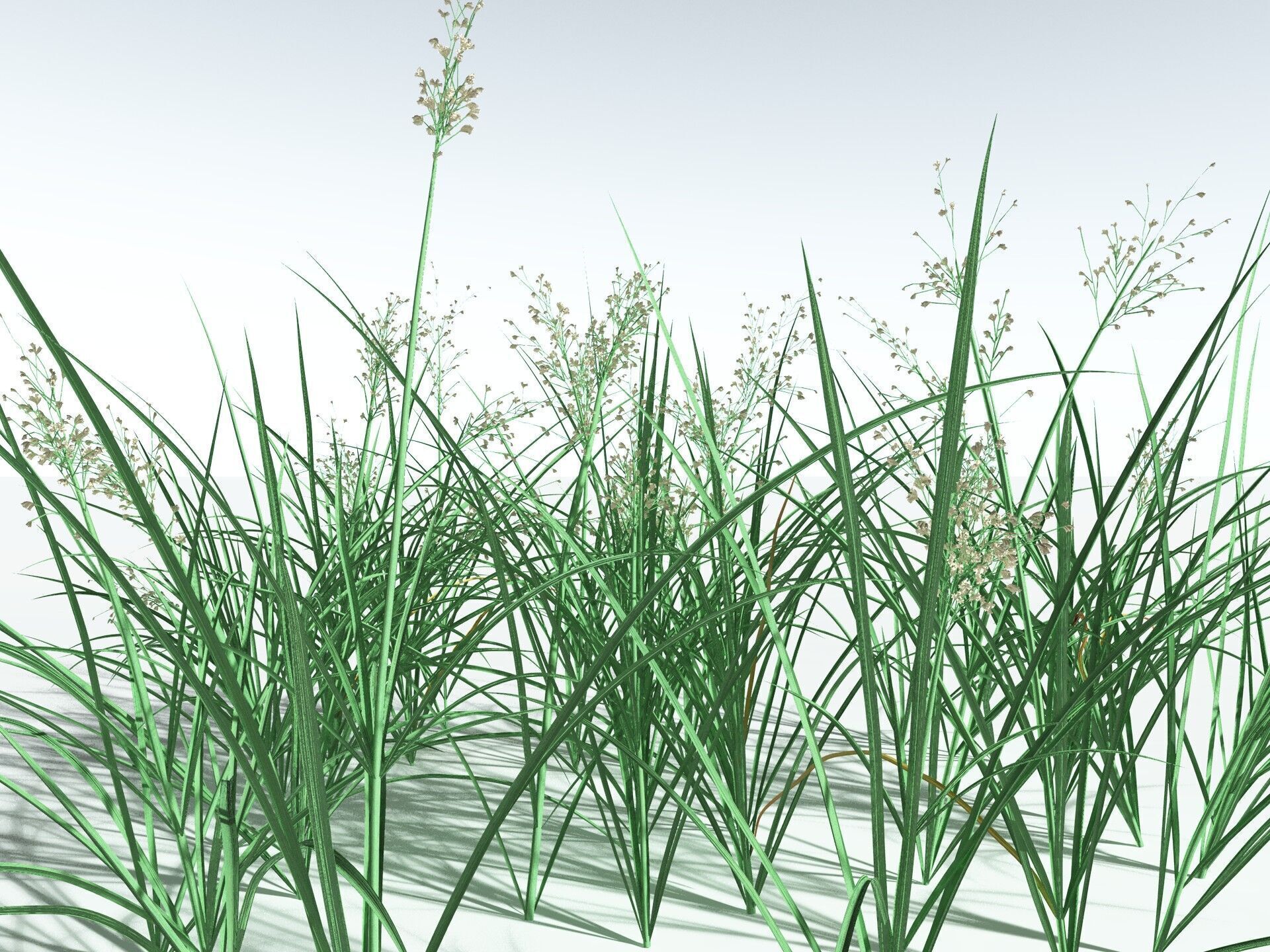 EVERYPlant Forest Woodrush 3D model_34