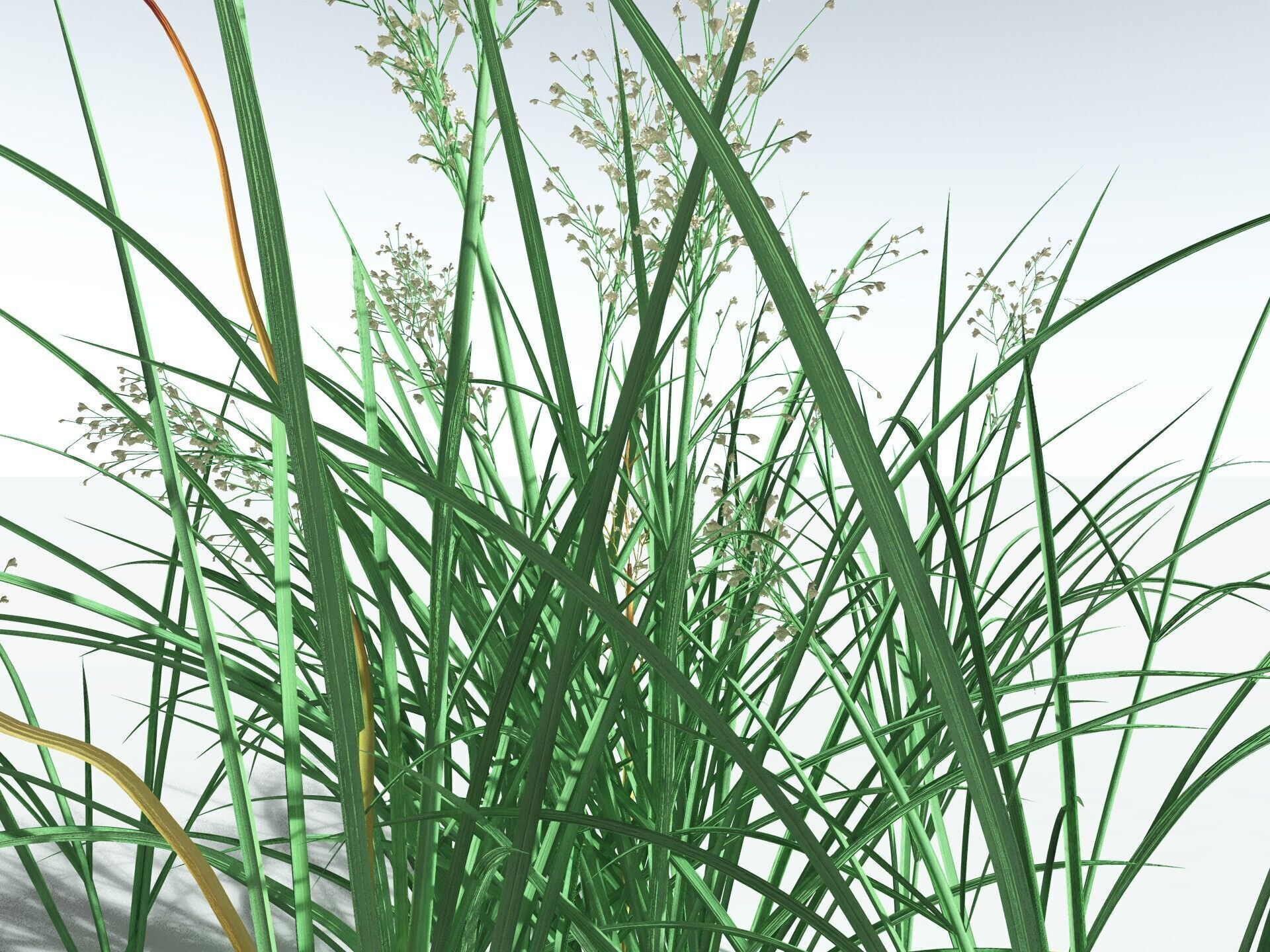 EVERYPlant Forest Woodrush 3D model_7