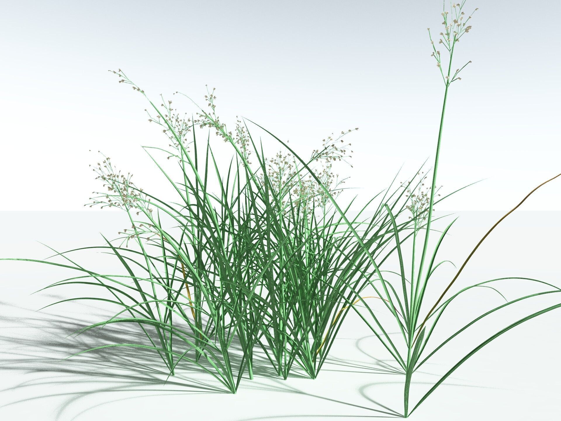 EVERYPlant Forest Woodrush 3D model_20