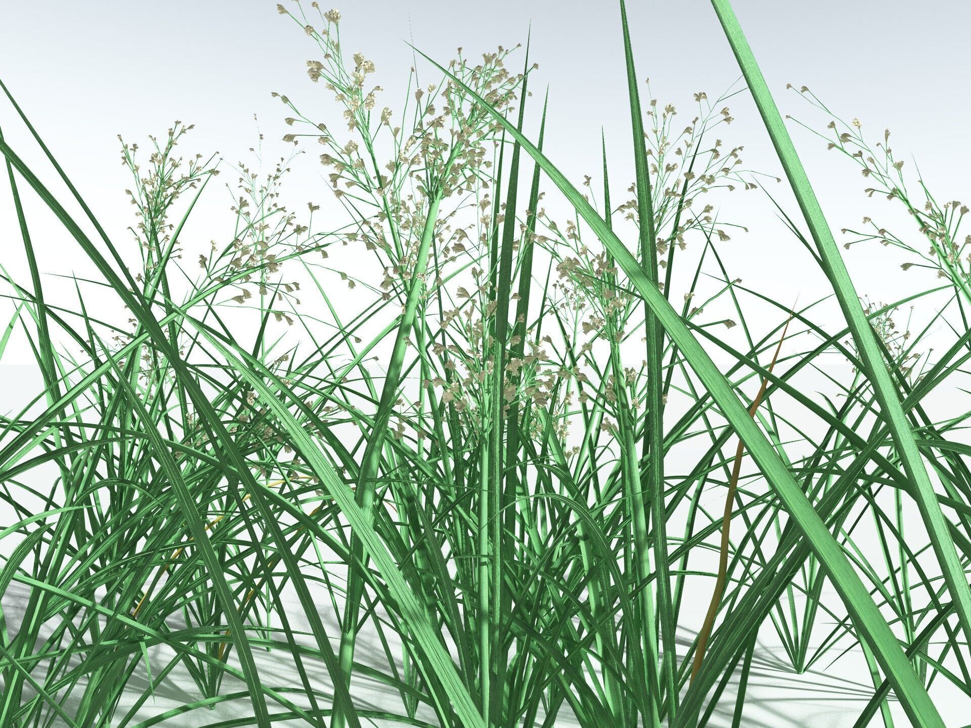 EVERYPlant Forest Woodrush 3D model_35