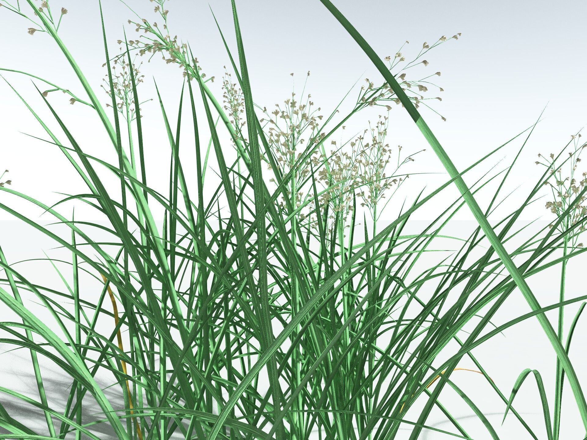 EVERYPlant Forest Woodrush 3D model_21