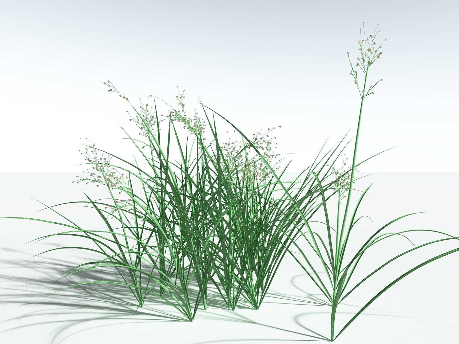 EVERYPlant Forest Woodrush 3D model_10