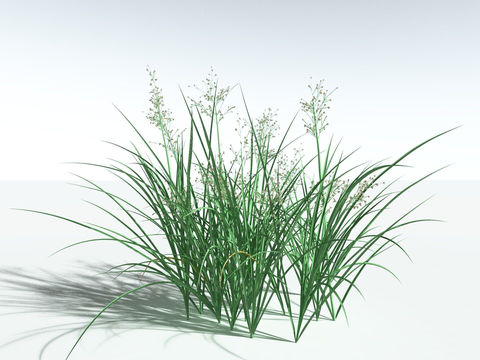 EVERYPlant Forest Woodrush 3D model_2