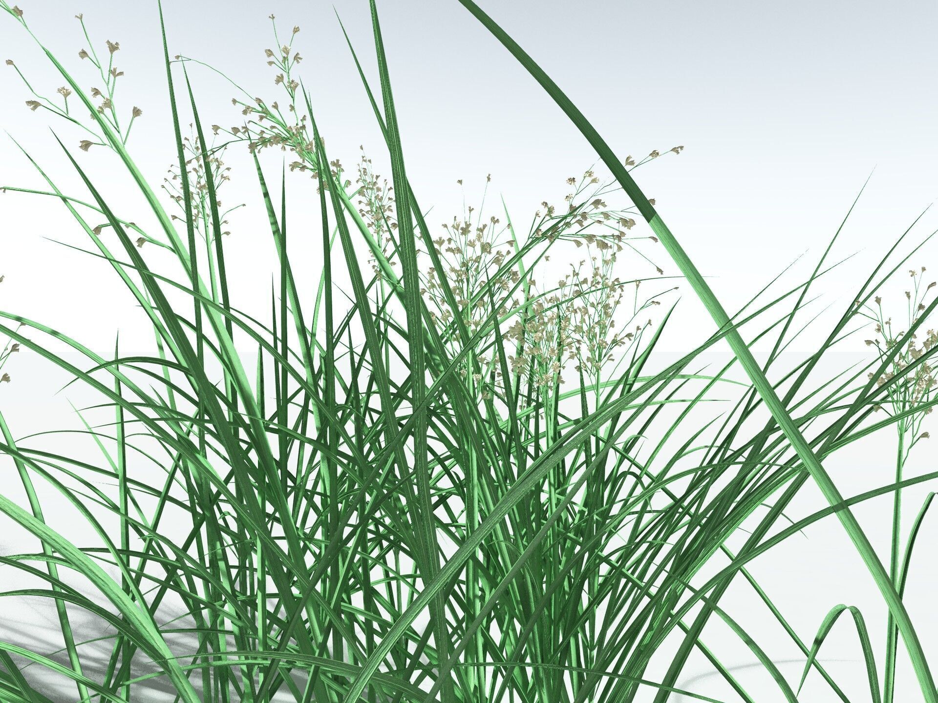 EVERYPlant Forest Woodrush 3D model_11