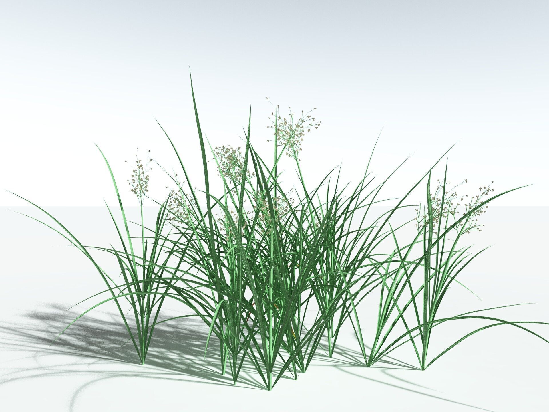 EVERYPlant Forest Woodrush 3D model_8