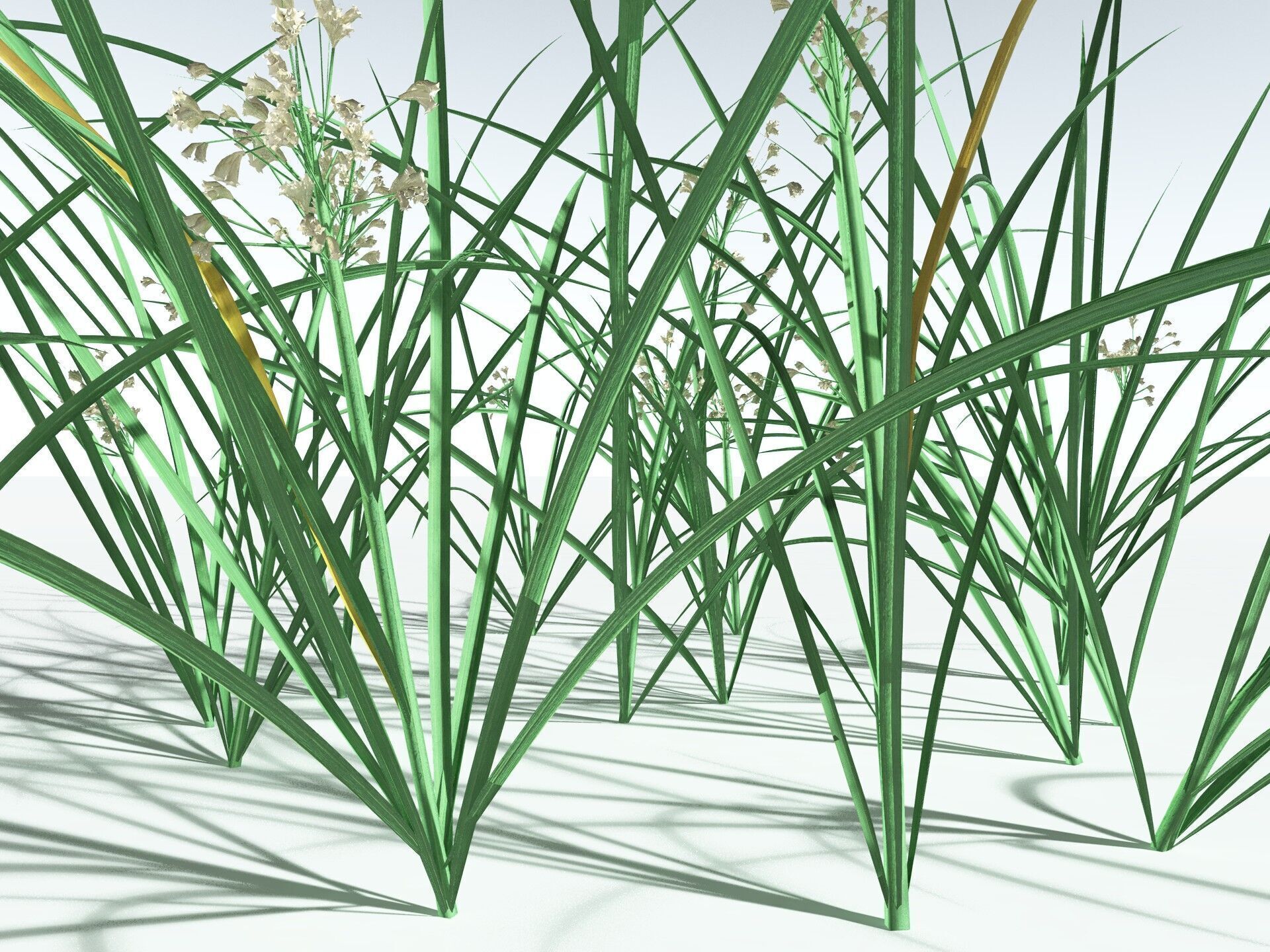 EVERYPlant Forest Woodrush 3D model_25