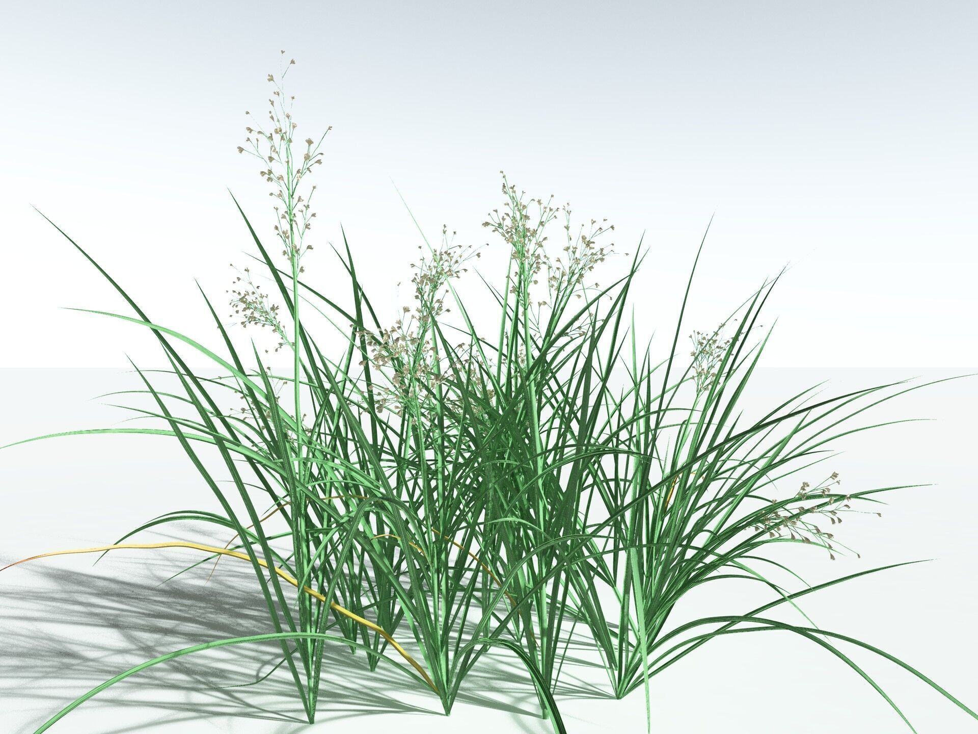 EVERYPlant Forest Woodrush 3D model_4