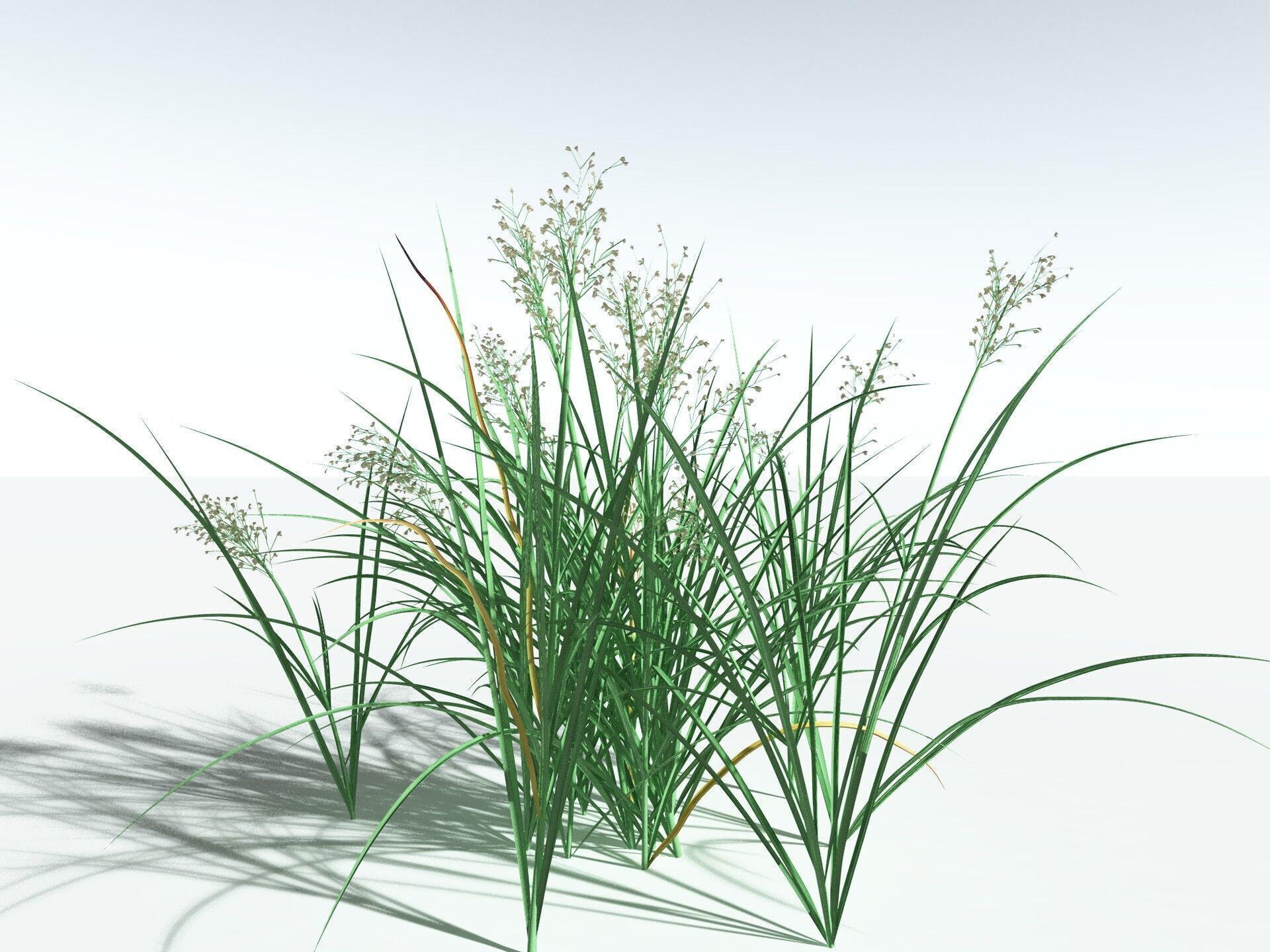 EVERYPlant Forest Woodrush 3D model_6