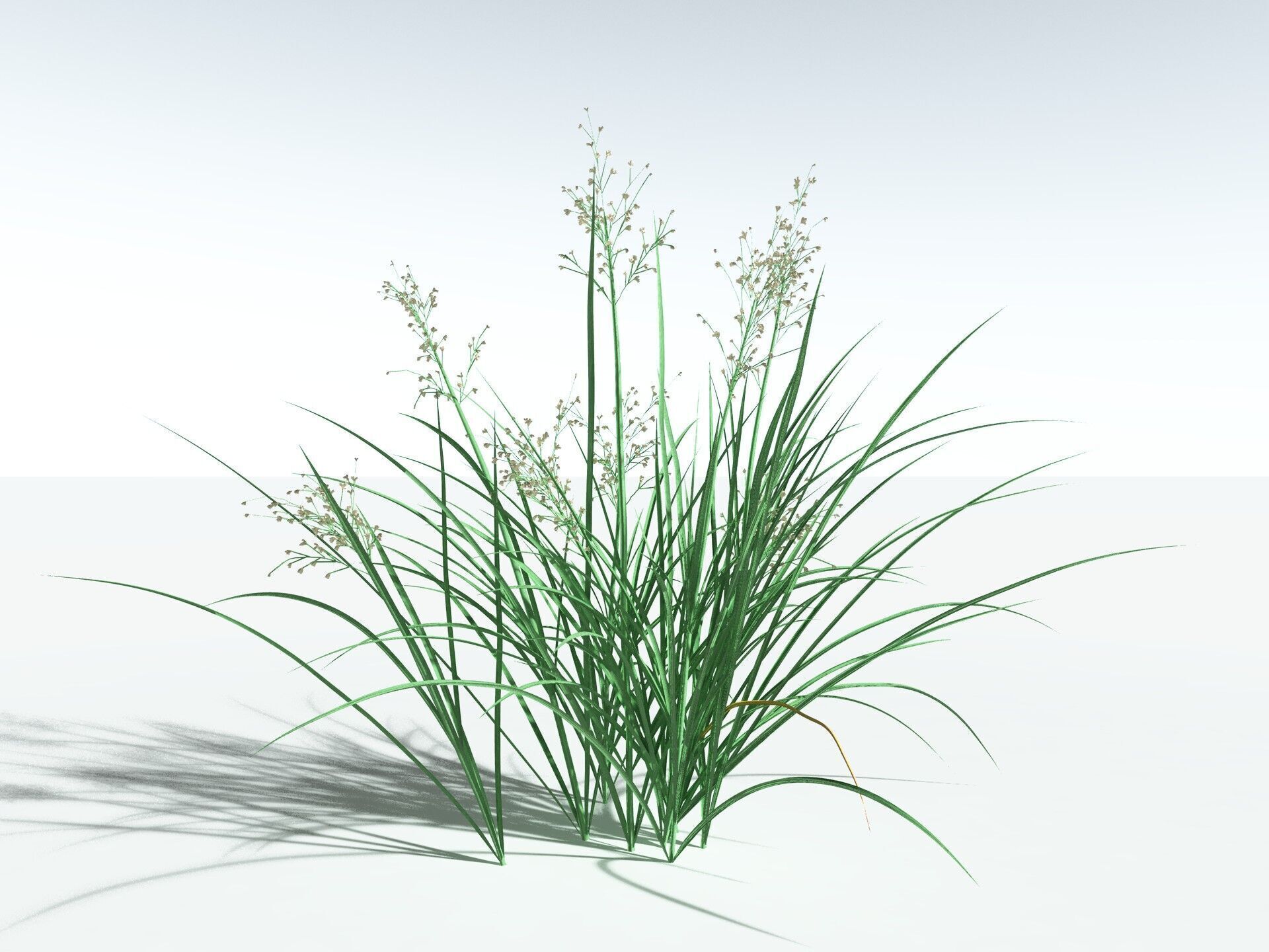 EVERYPlant Forest Woodrush 3D model_32