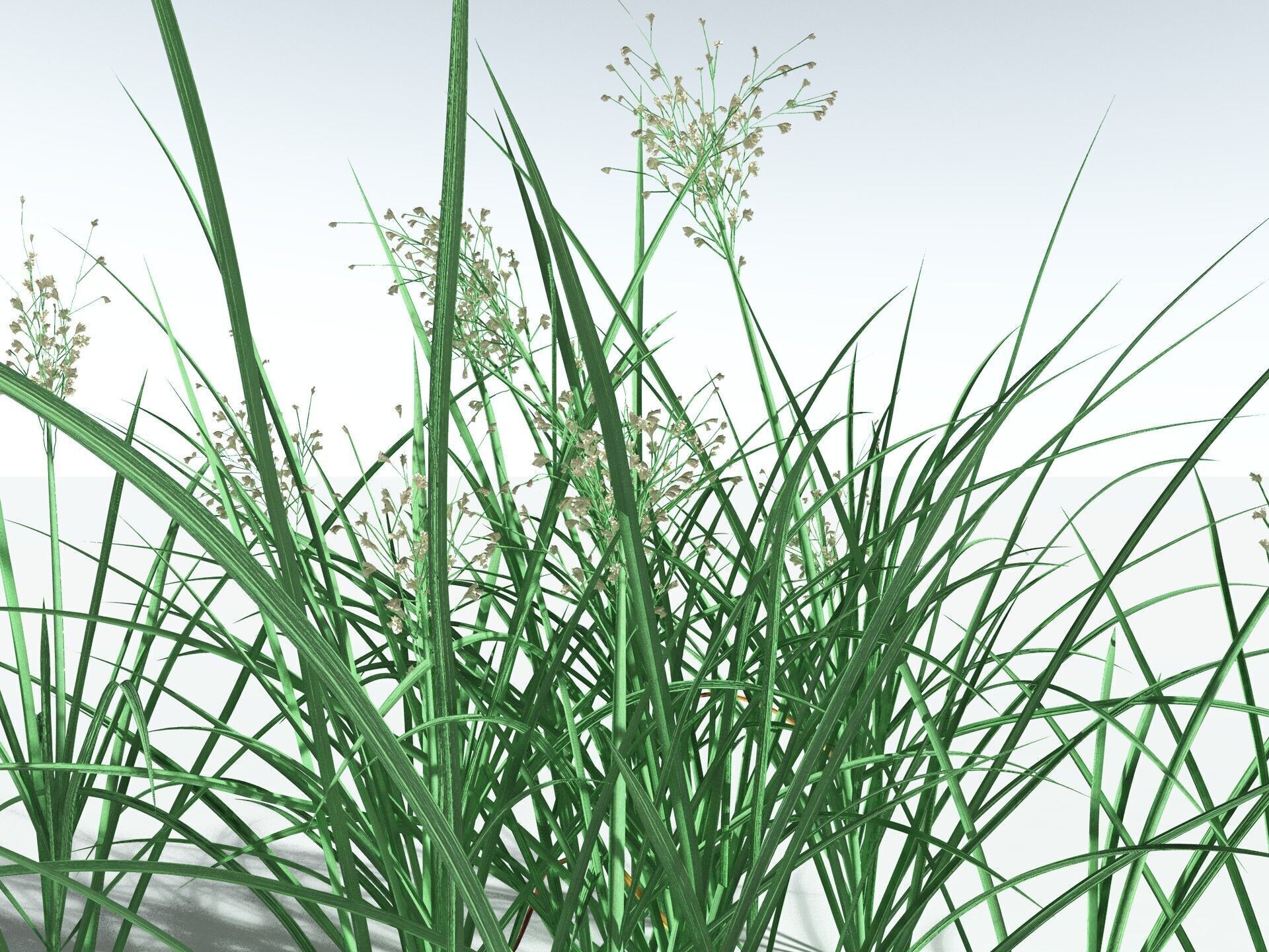EVERYPlant Forest Woodrush 3D model_9