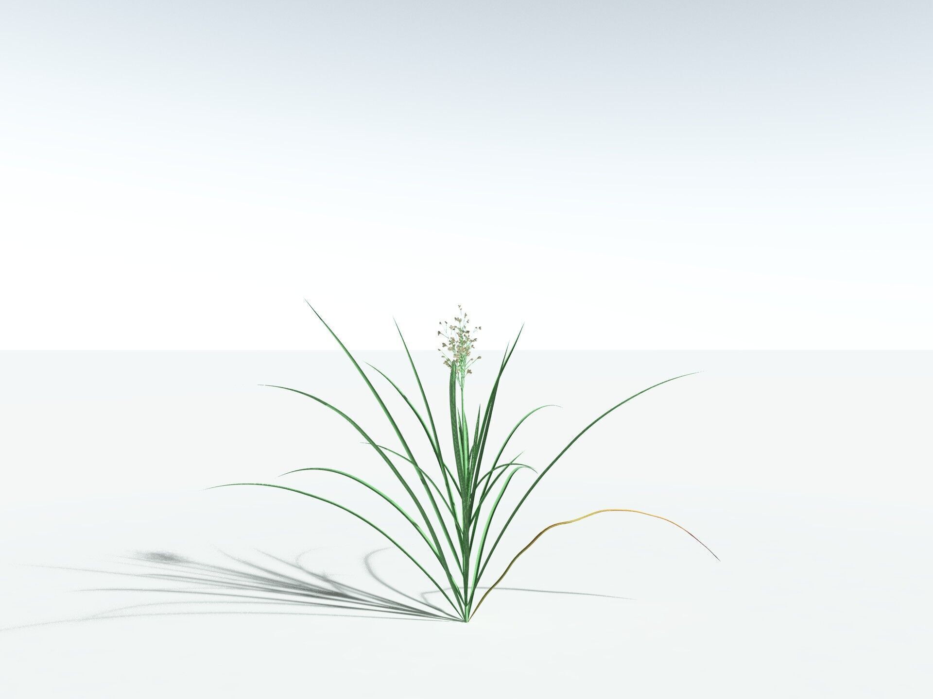 EVERYPlant Forest Woodrush 3D model_30