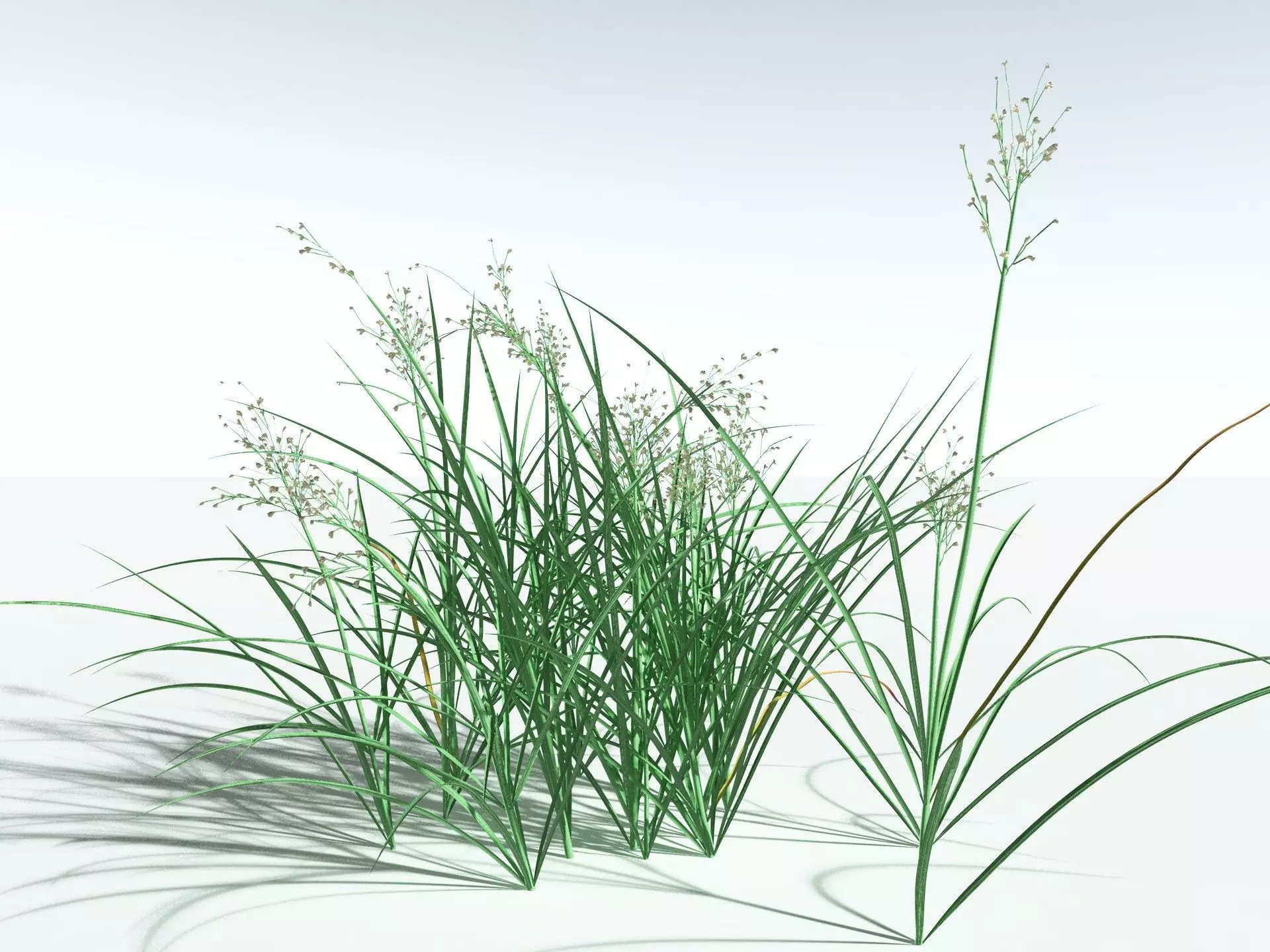 EVERYPlant Forest Woodrush 3D model_0