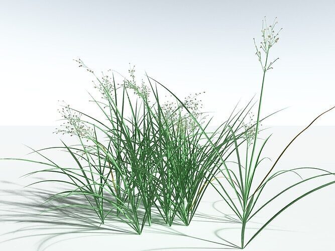 EVERYPlant Forest Woodrush -18 Models- 3D model