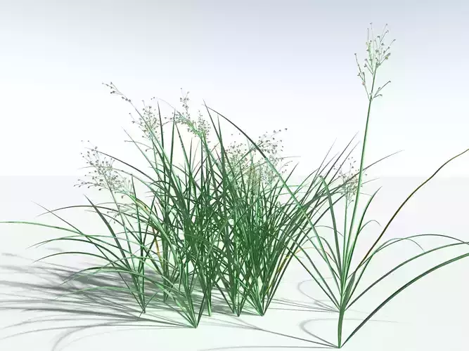 EVERYPlant Forest Woodrush -18 Models- 3D model