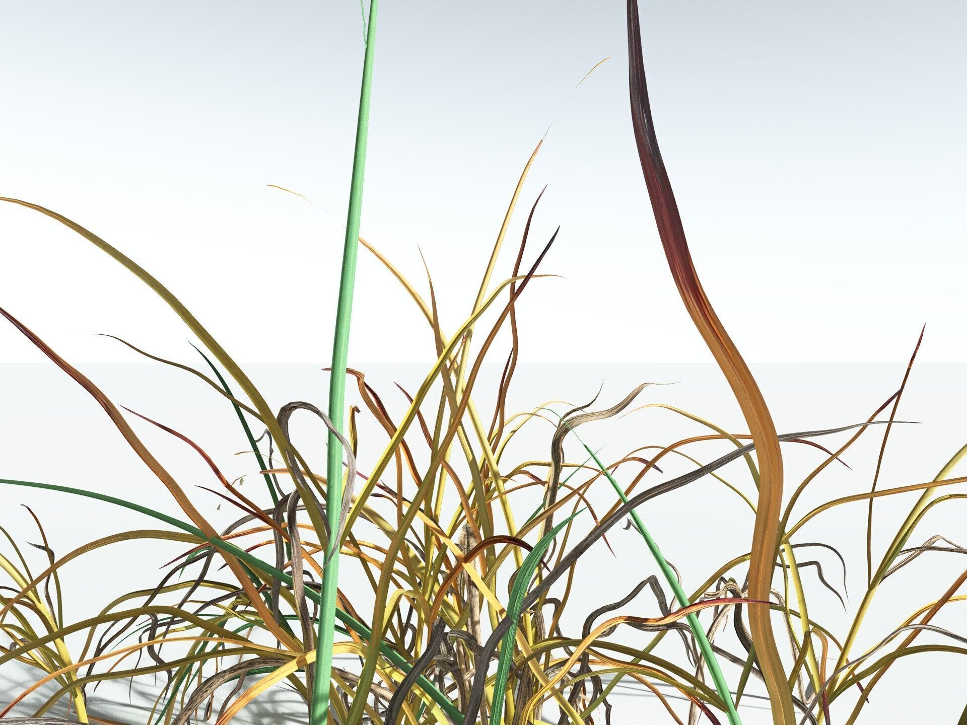 EVERYPlant Forest Woodrush 3D model_17