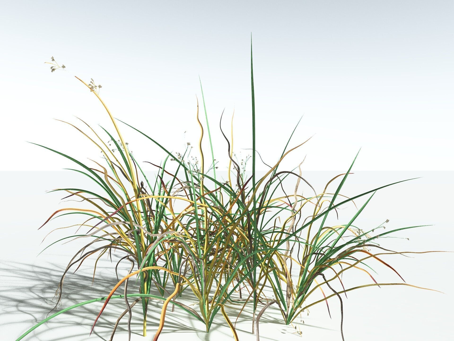 EVERYPlant Forest Woodrush 3D model_14