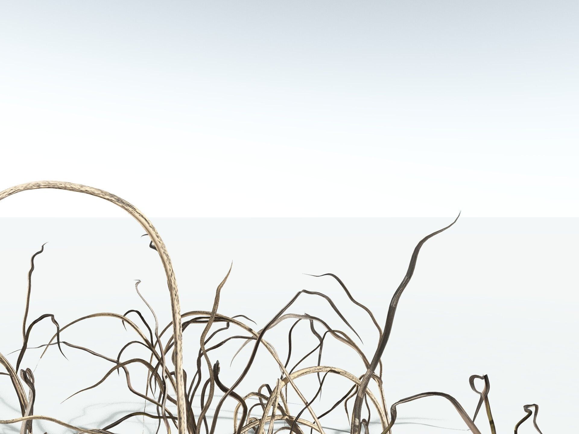 EVERYPlant Forest Woodrush 3D model_19