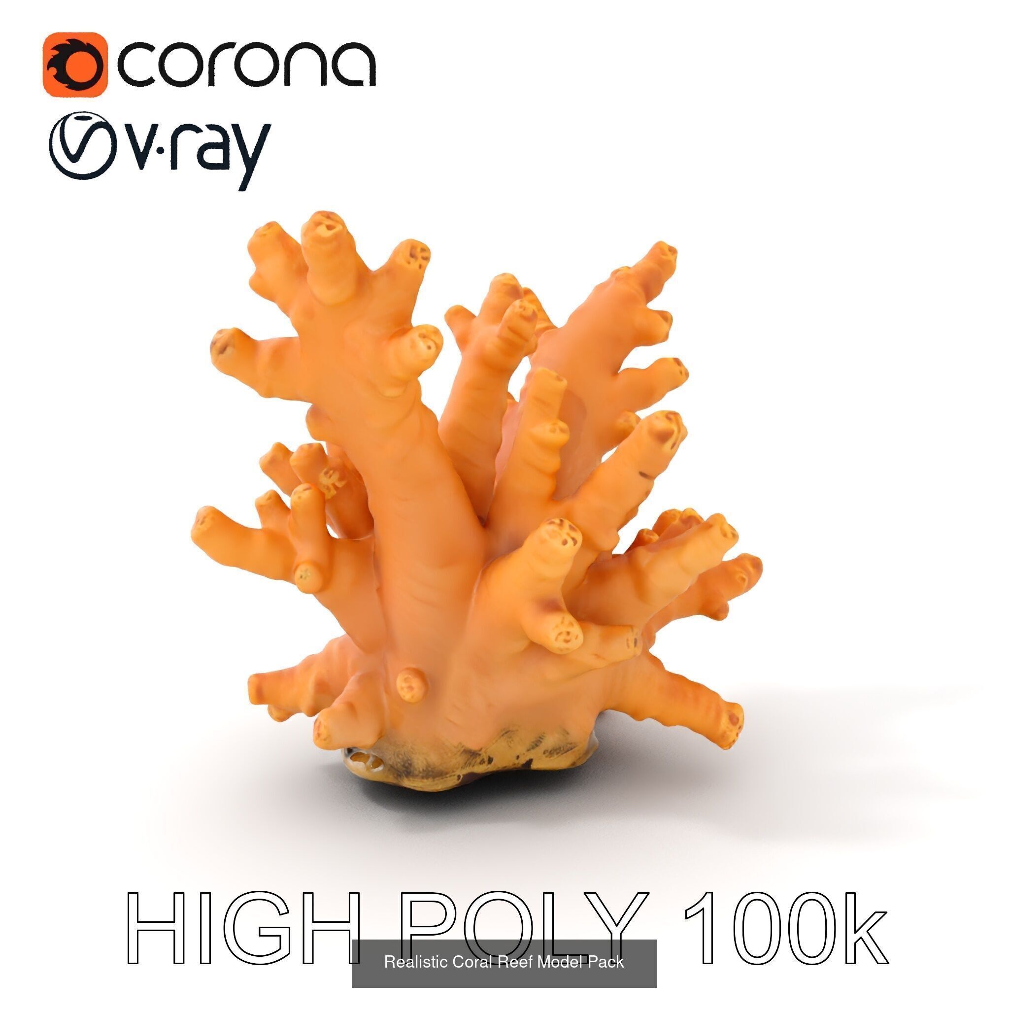Coral Reefs 3D Models Pack 3D Model Collection_19
