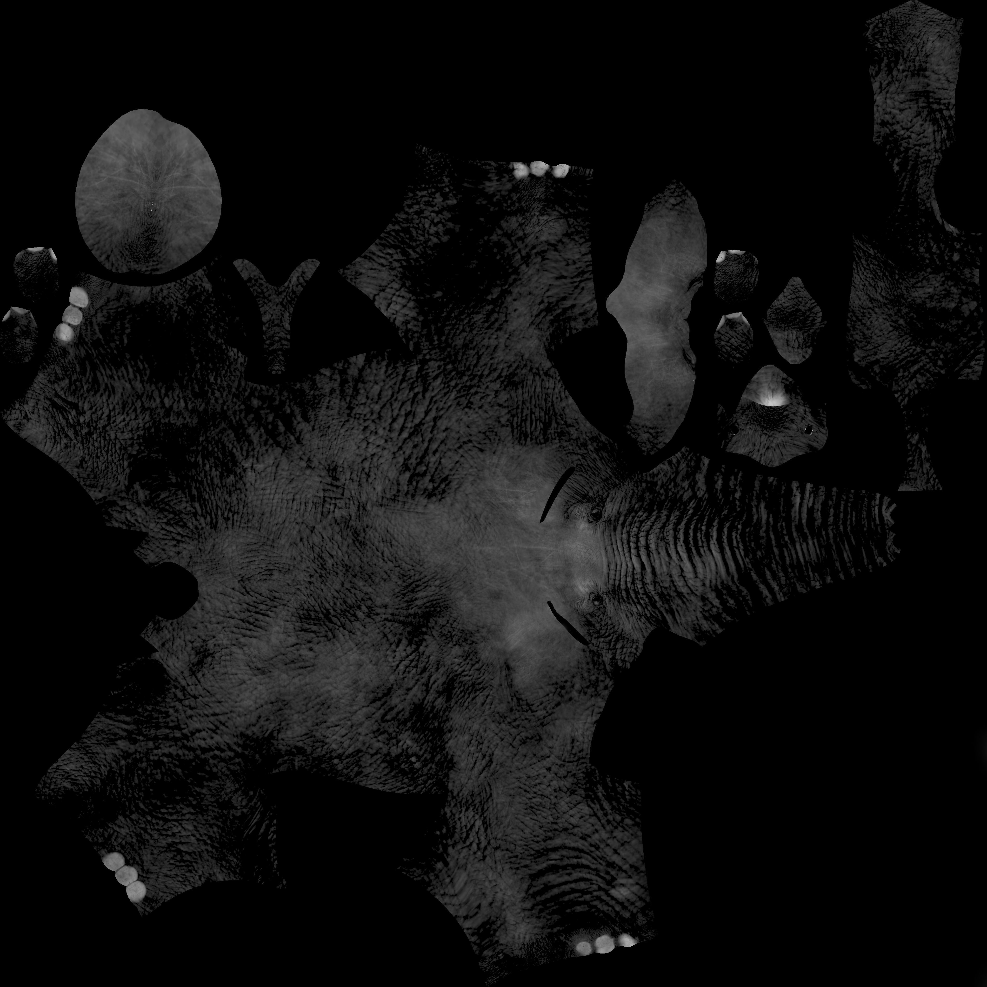 Elephant Free 3D model_3