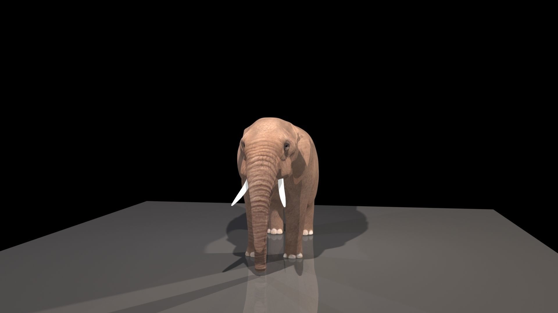 Elephant Free 3D model_2