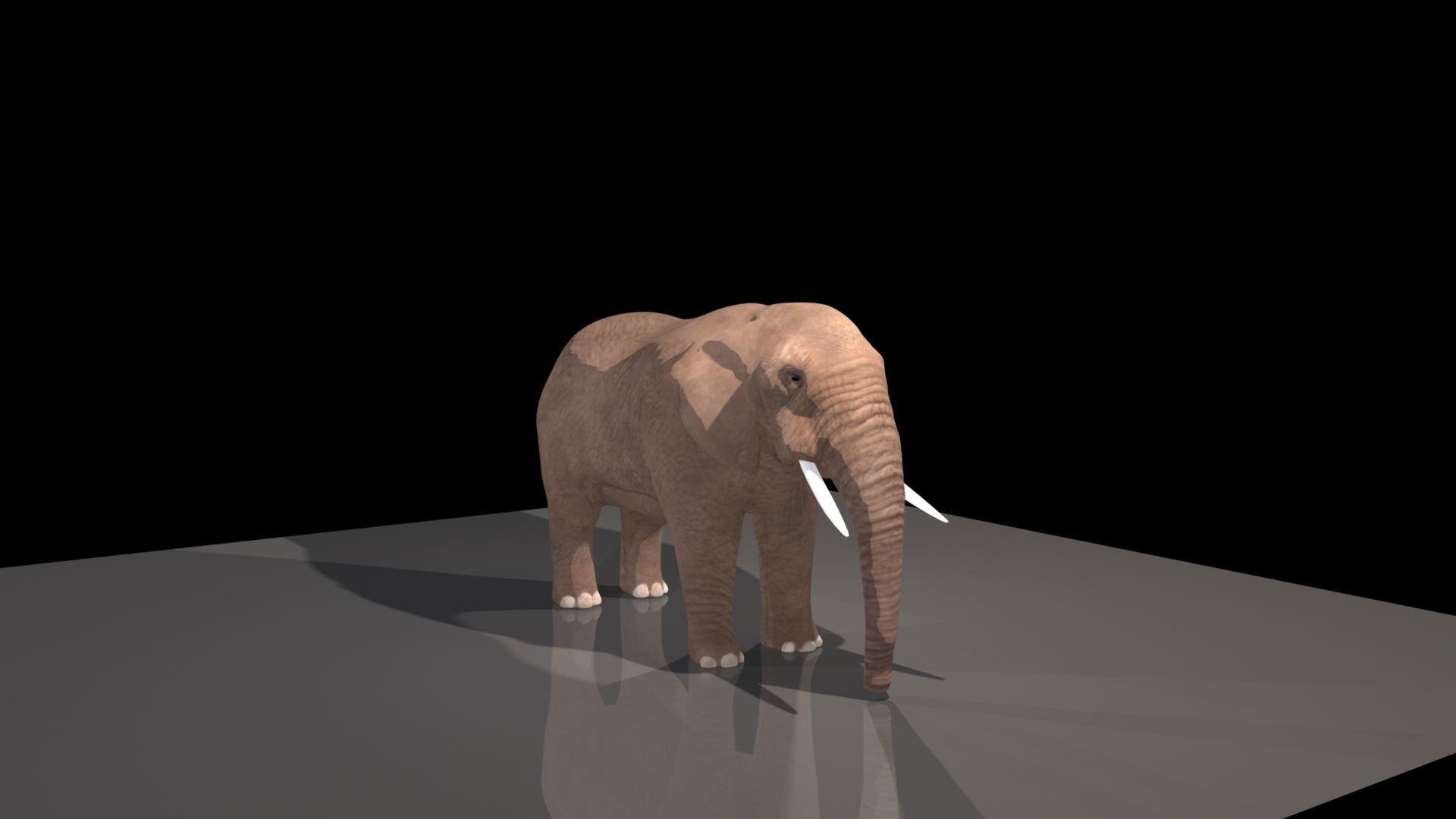 Elephant Free 3D model_1