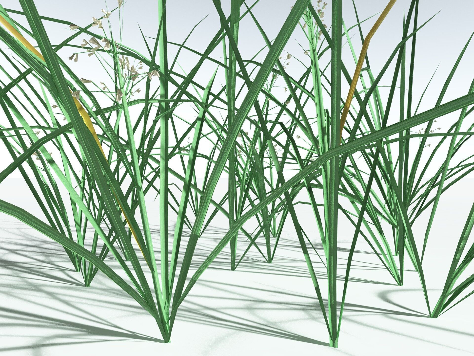 EVERYPlant Forest Woodrush LowPoly Low-poly 3D model_25